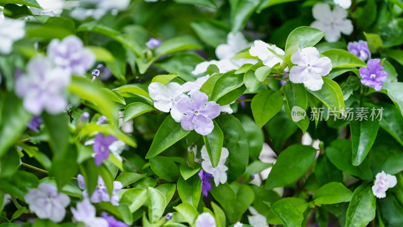 双色茉莉开花特写