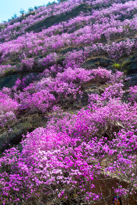 青岛大珠山杜鹃花风光