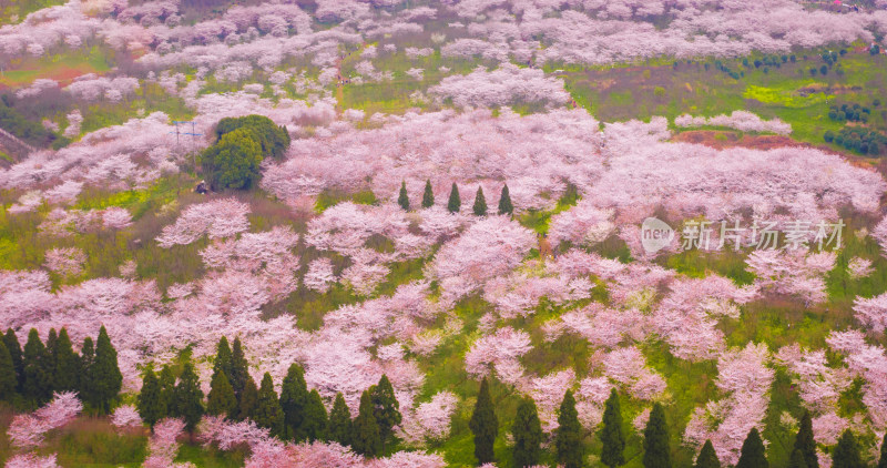 航拍田园樱花与农田景观