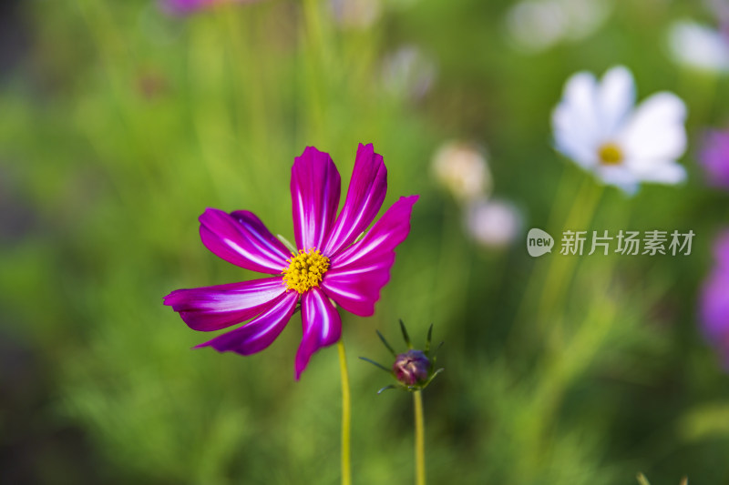 四季花卉盆景格桑花