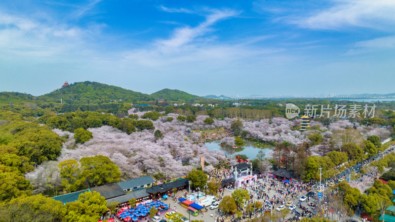 湖北武汉东湖樱花园里的游客