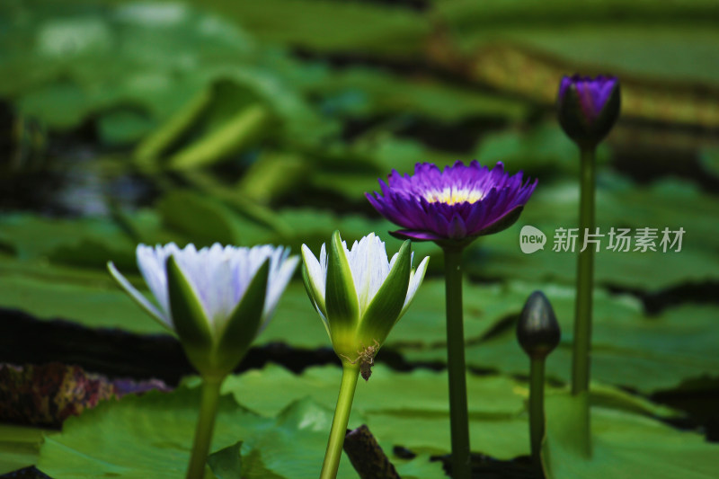 自然睡莲特写