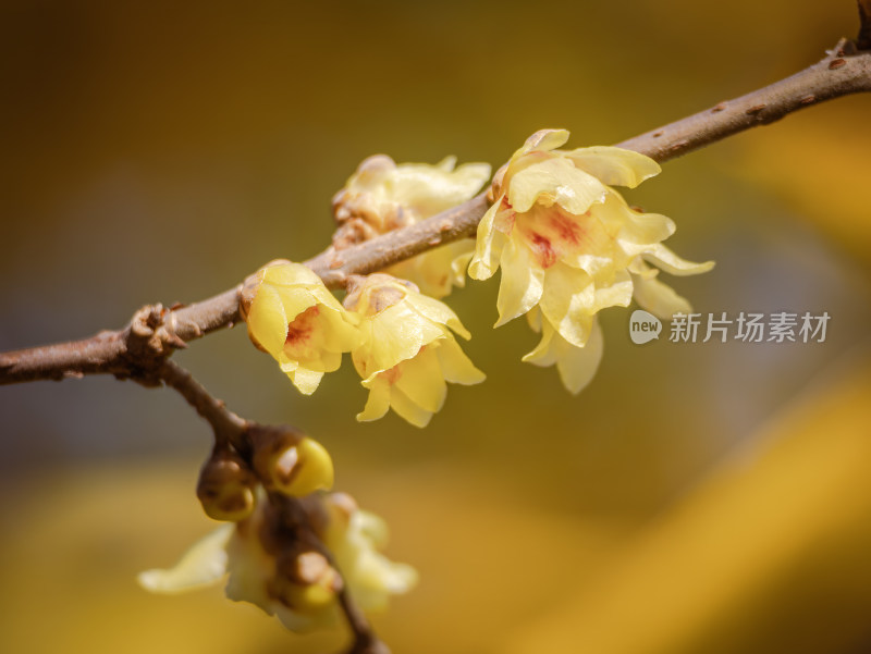 寒冬枝头绽放的蜡梅