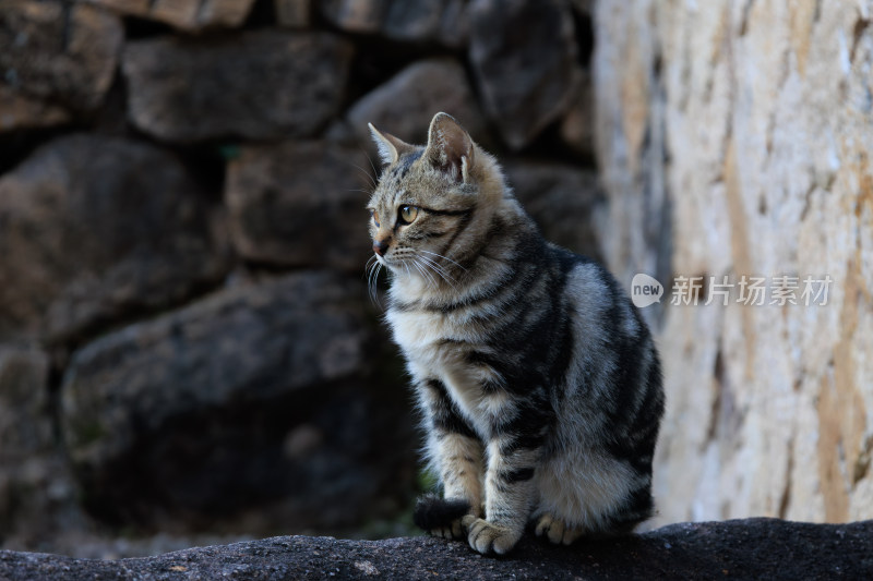 石墙边的狸花猫远瞭