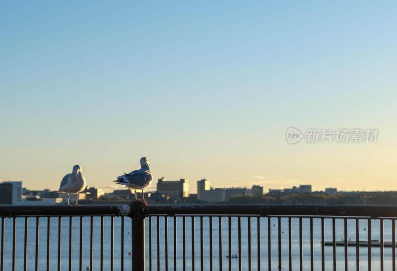 日落下的海鸥