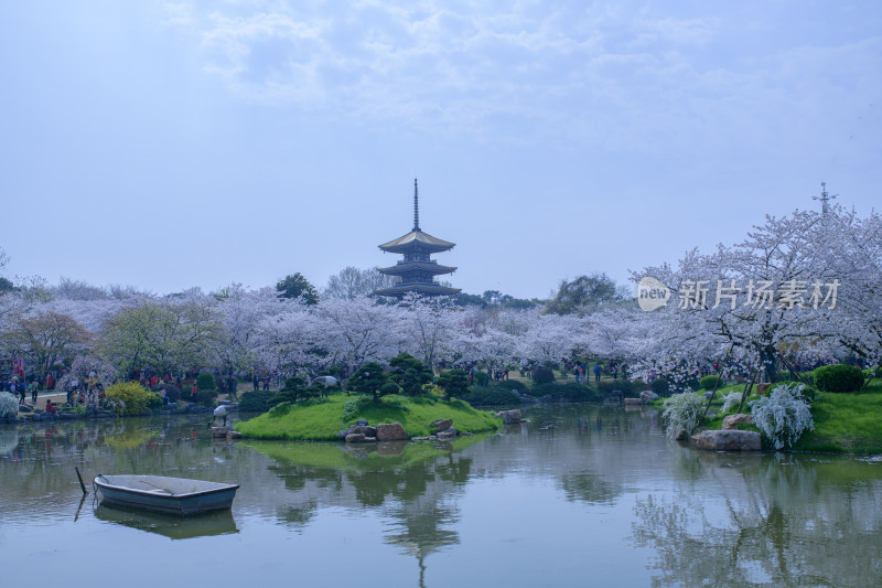 武汉东湖樱花园日出