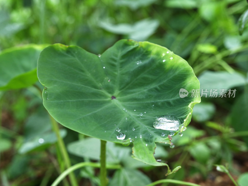 春天绿色的植物叶子树叶和水滴雨滴