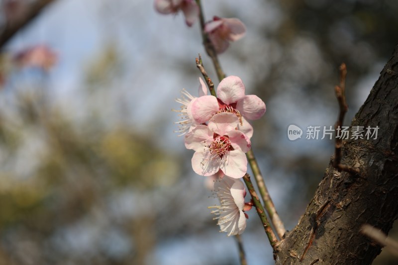 特写粉色梅花枝