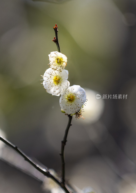 梅花绿萼梅