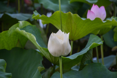 夏日的福州金山公园荷花