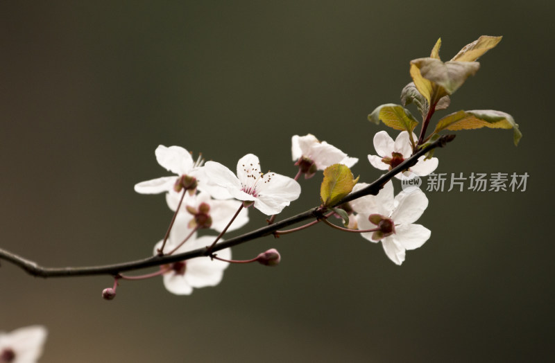 春天百花盛开