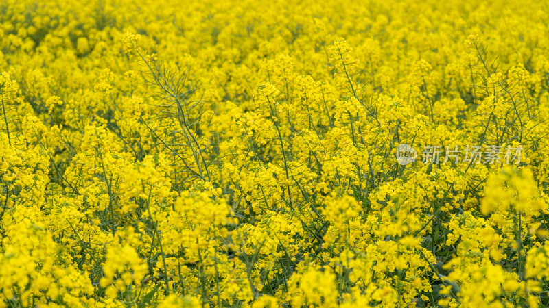 湖北武汉蔡甸区消泗油菜花特写