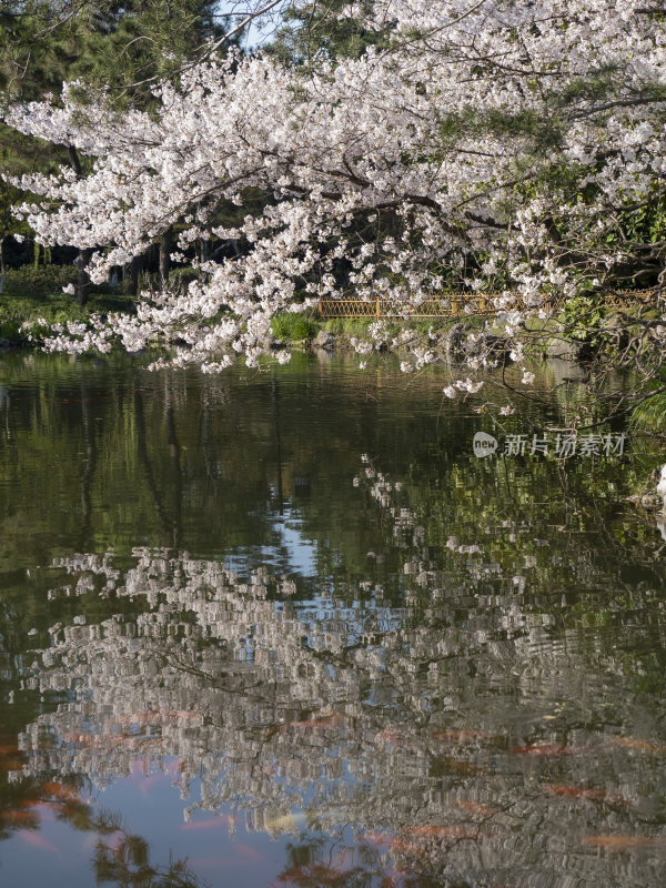 杭州西湖花港观鱼风景