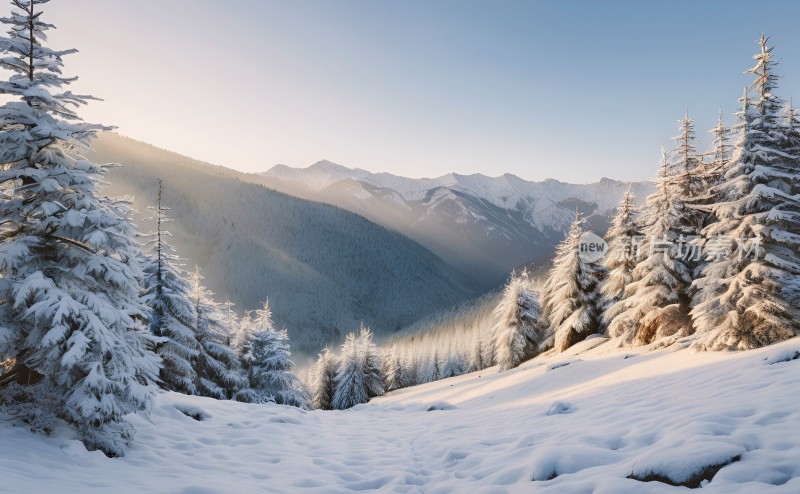 冬季森林白雪覆盖风景