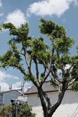 蓝天白云下的繁茂绿树及白墙建筑