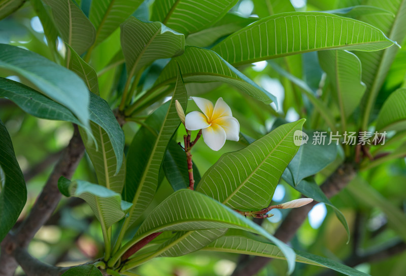 公园里的鸡蛋花