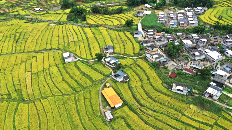 高山峡谷地区的金色稻田