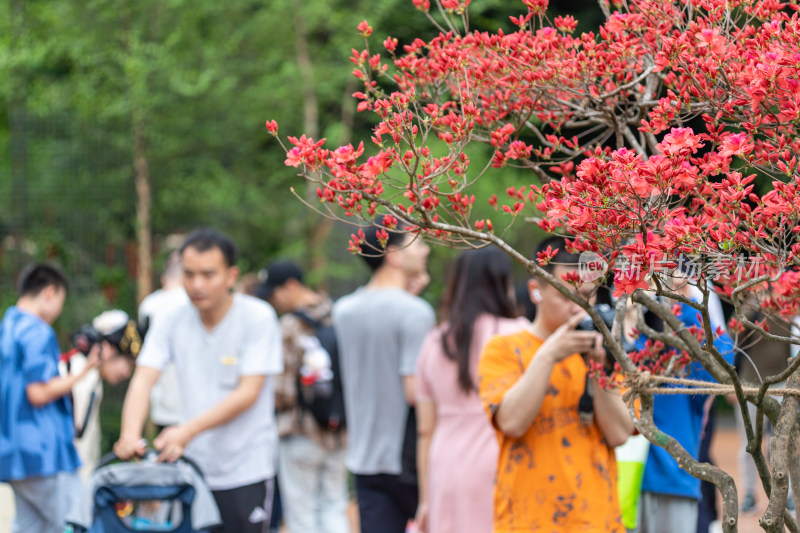 杜鹃花、映山红