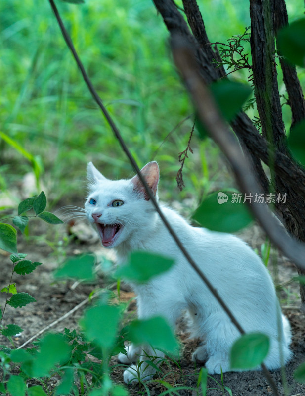 白猫花猫