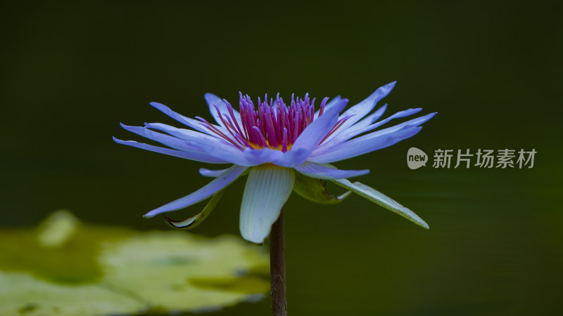 深圳洪湖公园荷花开