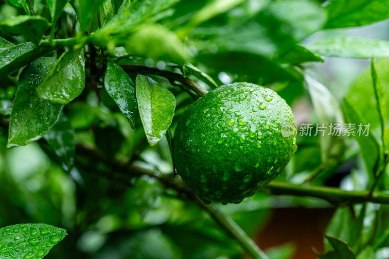 雨后果园里的青桔特写