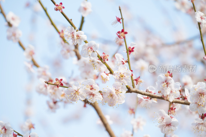 杭州西溪灵峰探梅梅花