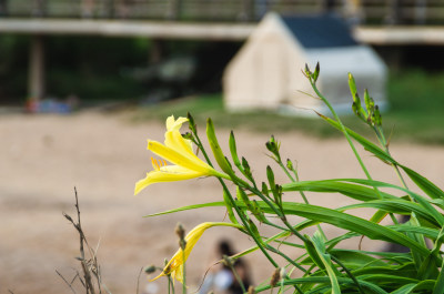 青岛太平角海滩边一朵黄花菜