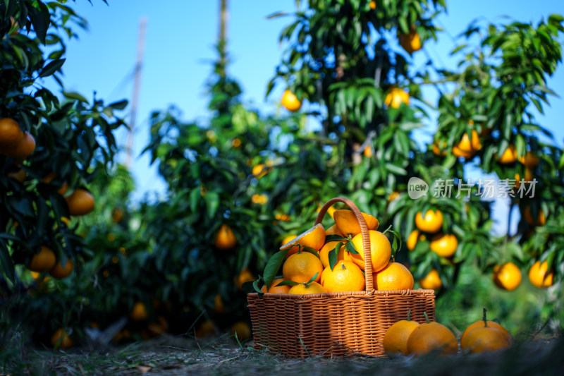 美丽乡村振兴橙子橘子采摘园丰收水果特写