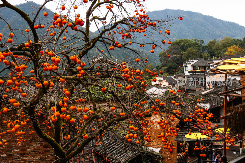 篁岭秋日柿子红