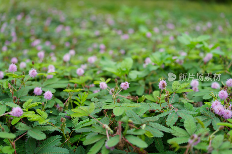 满是粉花绿叶的含羞草特写