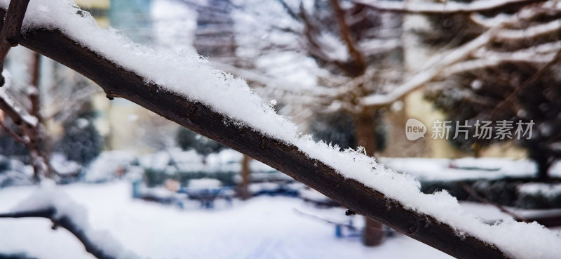 树枝上的雪