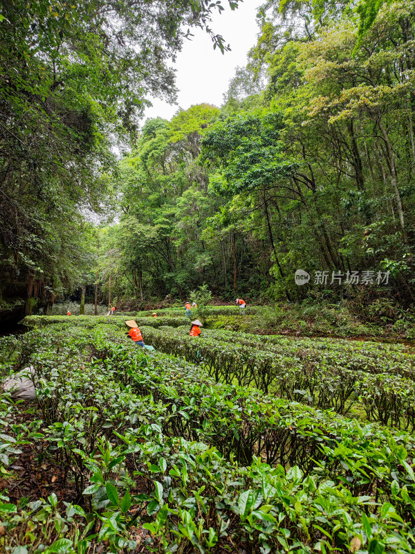 森林中茶农劳作的场景