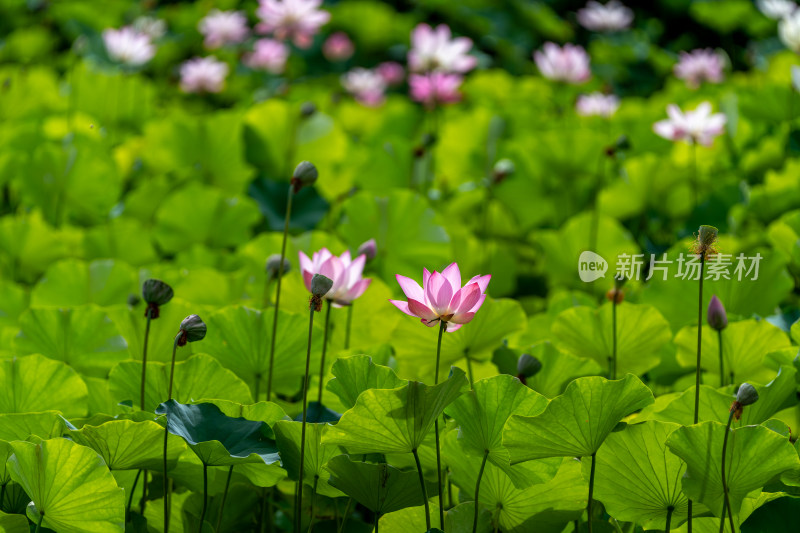 夏天荷花盛开特写