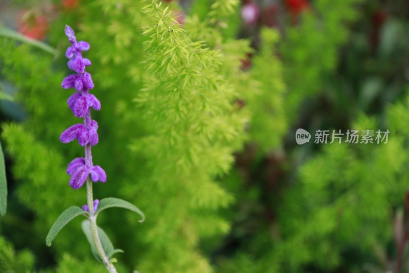 紫绒鼠尾草 