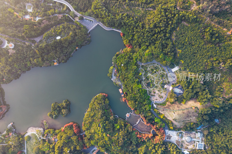 深圳仙湖植物园水杉林秋色