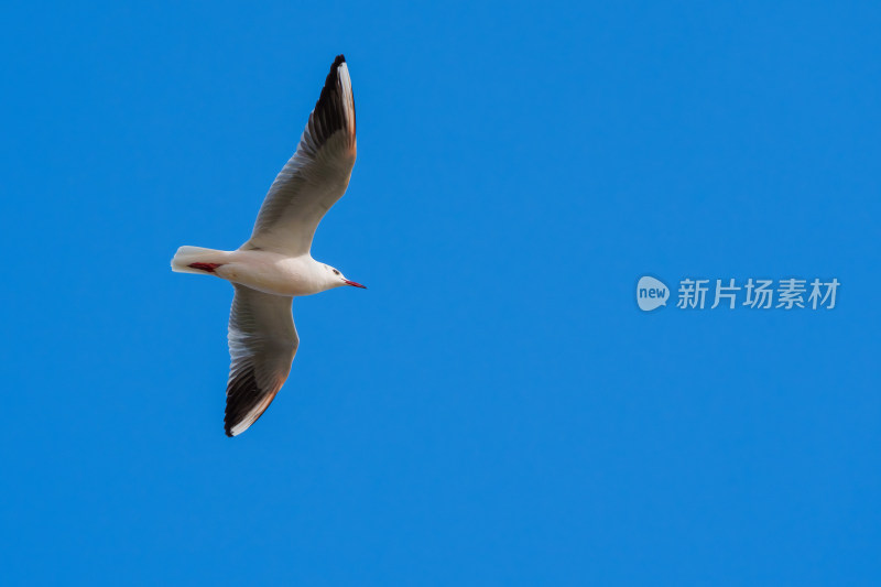 蓝天中飞翔的海鸥