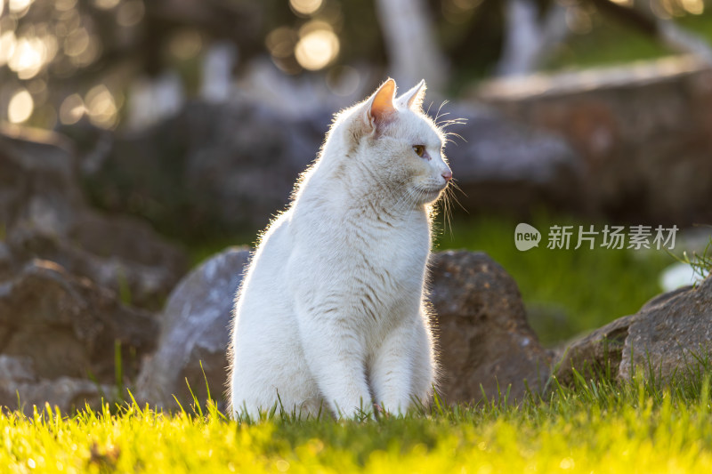 清晨草地流浪白猫