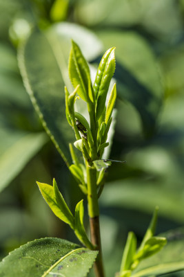 浙江省杭州市龙井茶茶芽