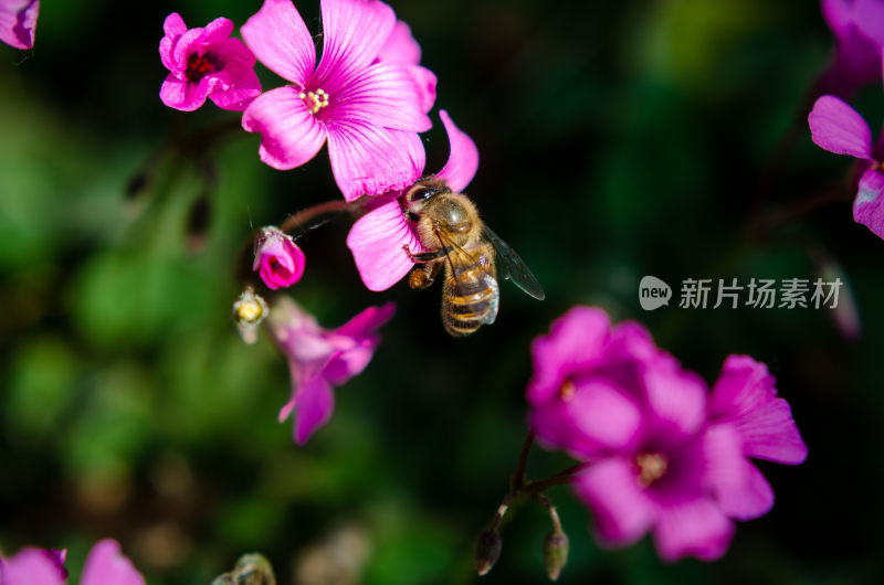 蜜蜂采蜜特写