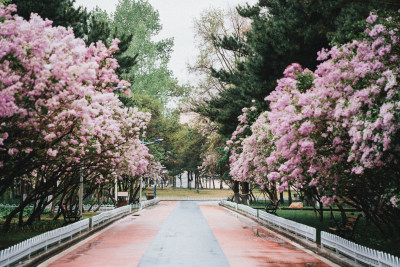 延吉丁香花