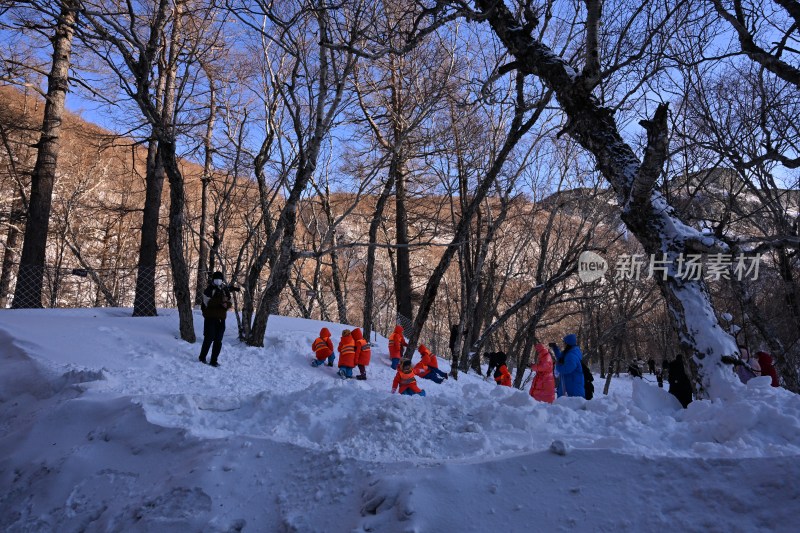 雪后树林蓝天相映的冬日自然景象