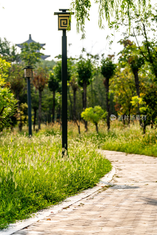 邹城中央公园城市绿植景观