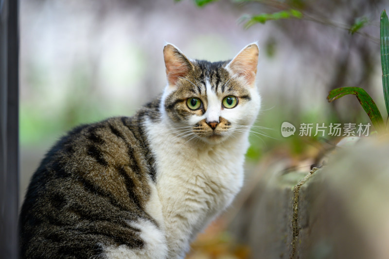 一只蹲在花坛边上的狸花猫