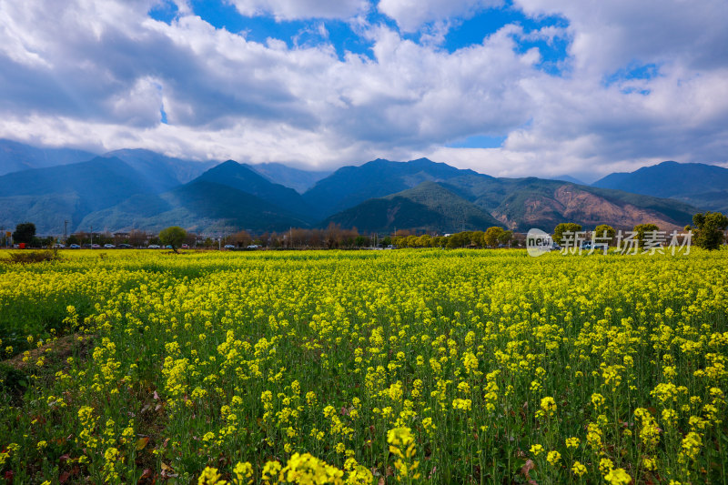 油菜花田与山