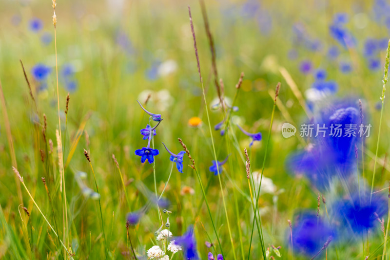 草原的野花