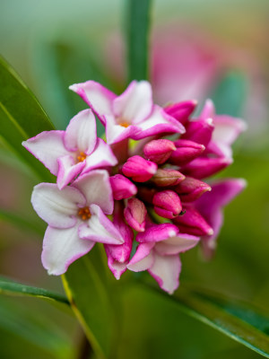 瑞香花特写