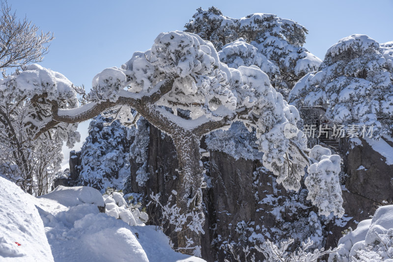 雪覆山石与松树景观