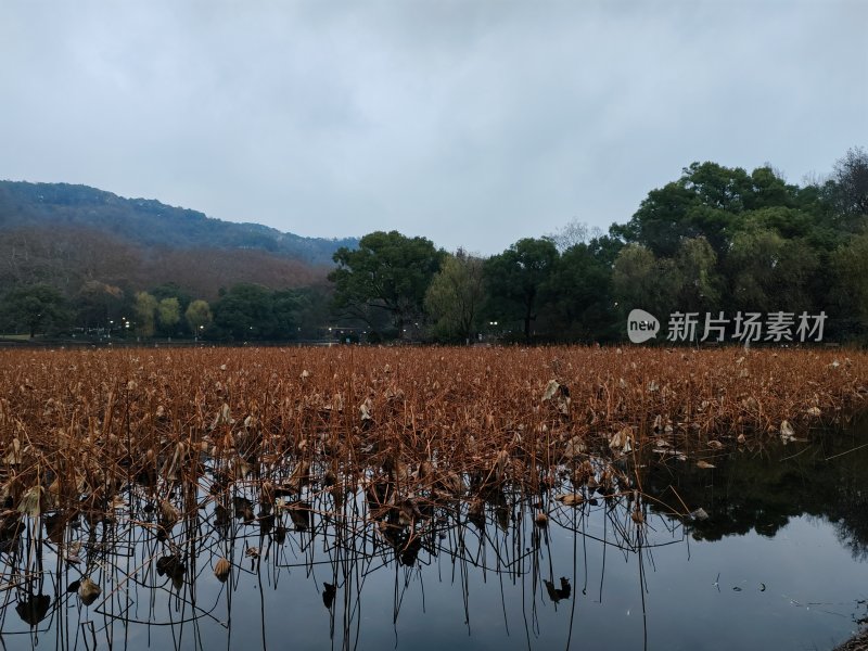 水中枯黄残荷林立的自然景观