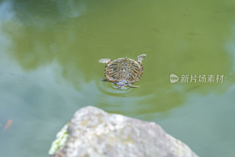 湖中乌龟的高角度视图
