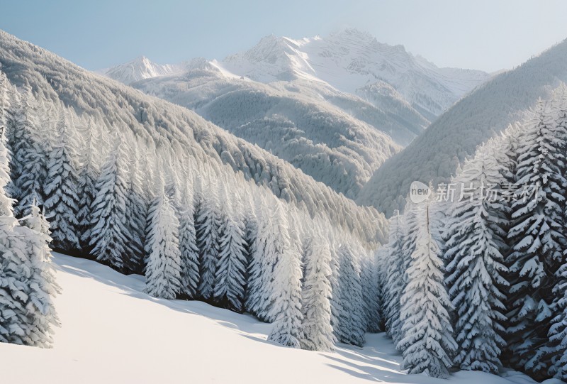 冬季森林白雪覆盖风景